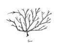 Hand Drawn of Ogonori Seaweed on White Background Royalty Free Stock Photo