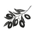 Hand drawn olive branch with fruits and leaves for Italian, Greek cuisine design, extra virgin oil food or cosmetic product Royalty Free Stock Photo