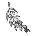 Hand drawn olive branch isolated on white background. Outline olive tree branch for menu, logo, greeting cards, patterns, web. Royalty Free Stock Photo