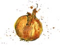 Hand drawn onion