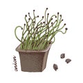 Hand drawn onion microgreens. Healthy food