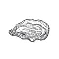 Hand Drawn Open Oyster Shell Vector Illustration. Abstract Seafood Sketch. Mollusk Engraving Style Drawing. Isolated