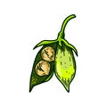 Hand drawn opened chickpeas pod with beans. Colorful botany vector illustration in sketch style