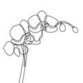 Hand drawn orchid flower. One line drawing continuous illustration vector. Minimalist art design of minimalism on white background Royalty Free Stock Photo