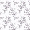 Hand drawn oregano branch outline seamless pattern