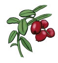 Hand-drawn outline of cowberry simply colored. Illustration of lingonberry isolated on white background. Branch of red