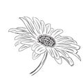 Hand drawn outline daisy flower isolated on white background