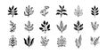 Hand drawn outline doodle floral elements leaf set. Plant leaves vector design Royalty Free Stock Photo