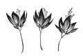 Hand drawn outline flowers sketch silhouette set. Vector black ink drawing isolated on white background. Graphic illustration