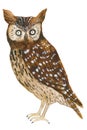 Hand drawn owl on white Royalty Free Stock Photo