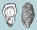 Hand drawn oyster salt-water bivalve