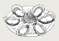 Hand drawn oyster salt-water bivalve platter