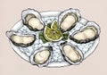 Hand drawn oyster salt-water bivalve platter illustration