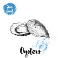 Hand drawn oysters composition. Seafood sketch style illustration. Fresh marine mollusks in closed and opened shells.