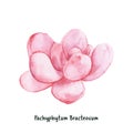 Hand drawn pachyphytum bracteosum succulent Royalty Free Stock Photo