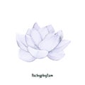 Hand drawn pachyphytum succulent isolated Royalty Free Stock Photo