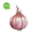 Hand drawn and painted watercolor green garlic. Isolated on white background.