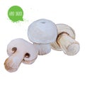 Hand drawn and painted watercolor mushrooms. Champignons isolated on white background.