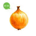 Hand drawn and painted watercolor onion bulb. Isolated on white background.