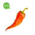 Hand drawn and painted watercolor red hot chilli pepper. Capsicum isolated on white background.