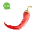 Hand drawn and painted watercolor red hot chilli pepper. Capsicum isolated on white background.