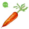 Hand drawn and painted watercolor ripe carrot with leafs. Root isolated on white background.