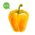 Hand drawn and painted watercolor ripe yellow bell pepper. Capsicum isolated on white background. Royalty Free Stock Photo