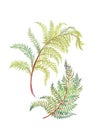 Hand drawn painting with colorful branches of fern on white background.