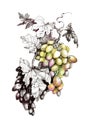 Hand drawn painting with colorful bunches of grapes and leaves on white background. Royalty Free Stock Photo