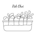 Hand drawn pak choi micro greens. Vector illustration in sketch style isolated on white background. Royalty Free Stock Photo