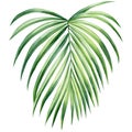 Hand drawn Palm leaves, tropical green plant on isolated white background, Watercolor botanical illustration. Royalty Free Stock Photo