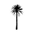 Hand drawn Palm Tree isolated on white background. Tropical Design element for t-shirt prints, textile.