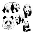 Panda set. Vector   illustration Royalty Free Stock Photo