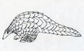 Hand drawn pangolin contour