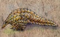 Hand drawn pangolin on rough paper