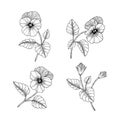 Hand drawn pansy floral illustration