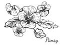Hand drawn pansy flower bush