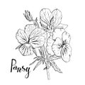 Hand drawn pansy flowers clipart. Floral design element. Isolated on white background. Vector Royalty Free Stock Photo