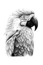Hand Drawn Parrot Portrait, Sketch Graphics Monochrome Illustration