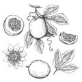 Hand drawn passion fruit Royalty Free Stock Photo