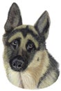 Topsy, our lady German Shepherd Royalty Free Stock Photo