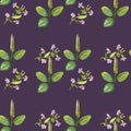 Hand drawn pattern seamless watercolor drawing of plantain green leaves and pink flowers on violet background. Royalty Free Stock Photo