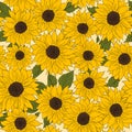 Hand drawn pattern sunflowers background. Flower yellow brown. Packaging products