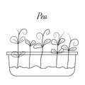 Hand drawn pea micro greens. Vector illustration in sketch style isolated on white background. Royalty Free Stock Photo