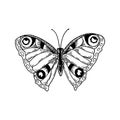 Hand drawn peacock butterfly isolated of white. Vector illustration in sketch style Royalty Free Stock Photo