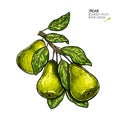 Hand drawn pear branch. Vector colored engraved illustration. Juicy natural fruit. Food healthy ingredient. For cooking Royalty Free Stock Photo