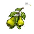 Hand drawn pear branch. Vector colored engraved illustration. Juicy natural fruit. Food healthy ingredient. For cooking Royalty Free Stock Photo