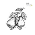 Hand drawn pear branch. Vector engraved illustration. Juicy natural fruit. Food healthy ingredient. For cooking Royalty Free Stock Photo