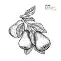 Hand drawn pear branch. Vector engraved illustration. Juicy natural fruit. Food healthy ingredient. For cooking