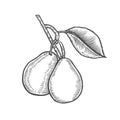 Hand drawn pear branch.